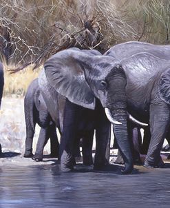 Elephants Drinking