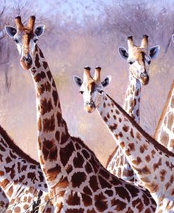 Giraffes