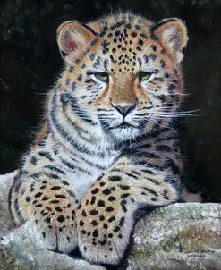 Amur Leopard Cub 2