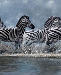 Flight Of The Zebras