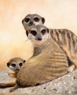 Meercat Family