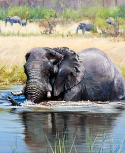 Elephant, Okavango Delta