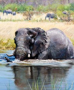 Elephant, Okavango Delta