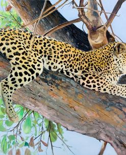 Leopard Lookout
