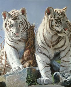 White Tiger Cubs Playing