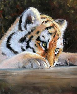 Tiger Cub