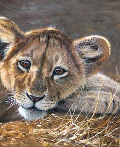 Young Lion Resting