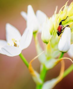 Bug On Flowers