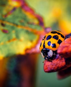 Ladybird