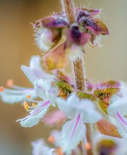 Macro Basil Flowers