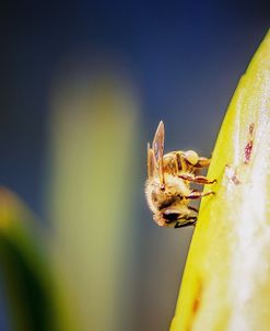 Bee On Protea