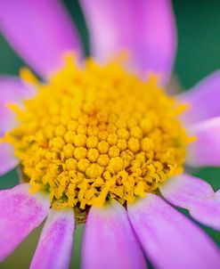 Pink Gerbera