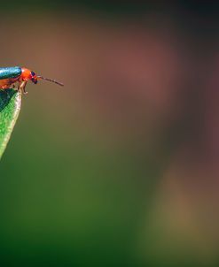 Red And Green Bug