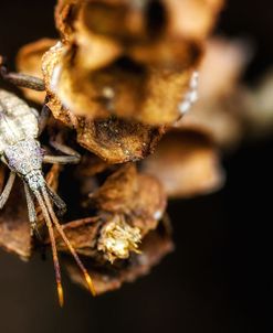 Shield Bug On Brown Leaves