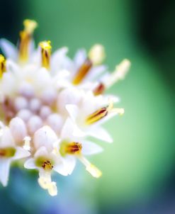 Macro Flower Head