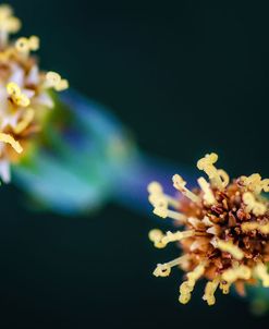 Macro Flower Heads