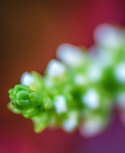 Macro Plant Bud