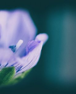 Macro Purple Flower