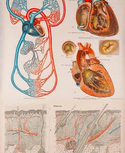 American Frohse Plate 4