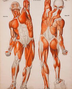 American Frohse Anatomical Wallcharts, Plate 2