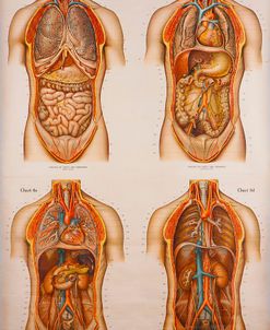 American Frohse Anatomical Wallcharts, Plate 2