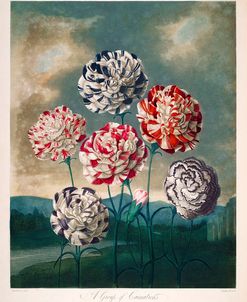 A Group of Carnations