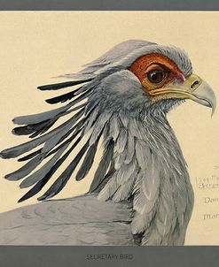 Abyssinian Secretary Bird