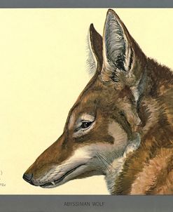 Abyssinian Wolf
