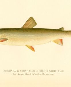 Adirondack Frost Fish