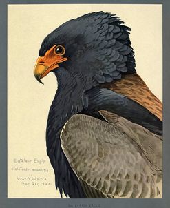 Abyssinian Bateleur Eagle