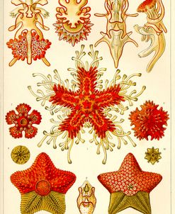 Asteridea