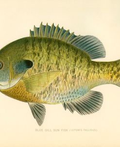 Blue Gill Sun Fish