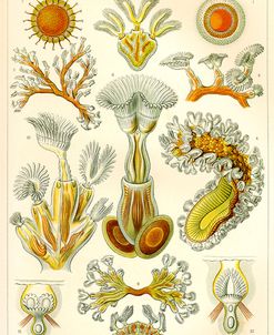 Bryozoa – Scheiben-Strahlinge – Heliodiscus