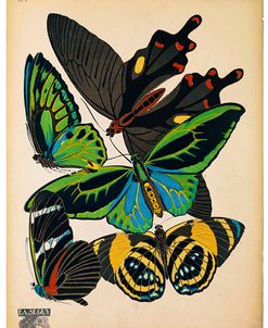 Butterflies Plate 1, E.A. Seguy