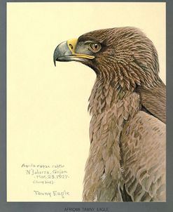 African Tawny Eagle
