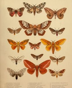 American Lepidoptera, Plate 3