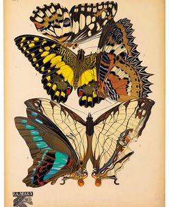 Butterflies Plate 14, E.A. Seguy