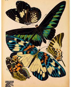 Butterflies Plate 16, E.A. Seguy