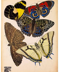 Butterflies Plate 3, E.A. Seguy