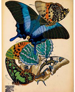 Butterflies Plate 4, E.A. Seguy