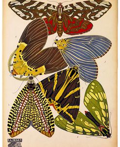 Butterflies Plate 5, E.A. Seguy