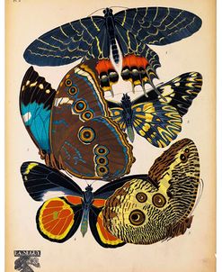 Butterflies Plate 10, E.A. Seguy