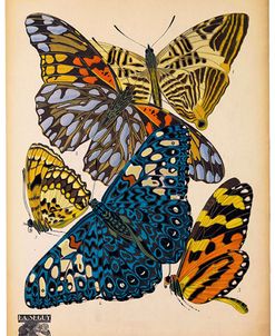 Butterflies Plate 11, E.A. Seguy
