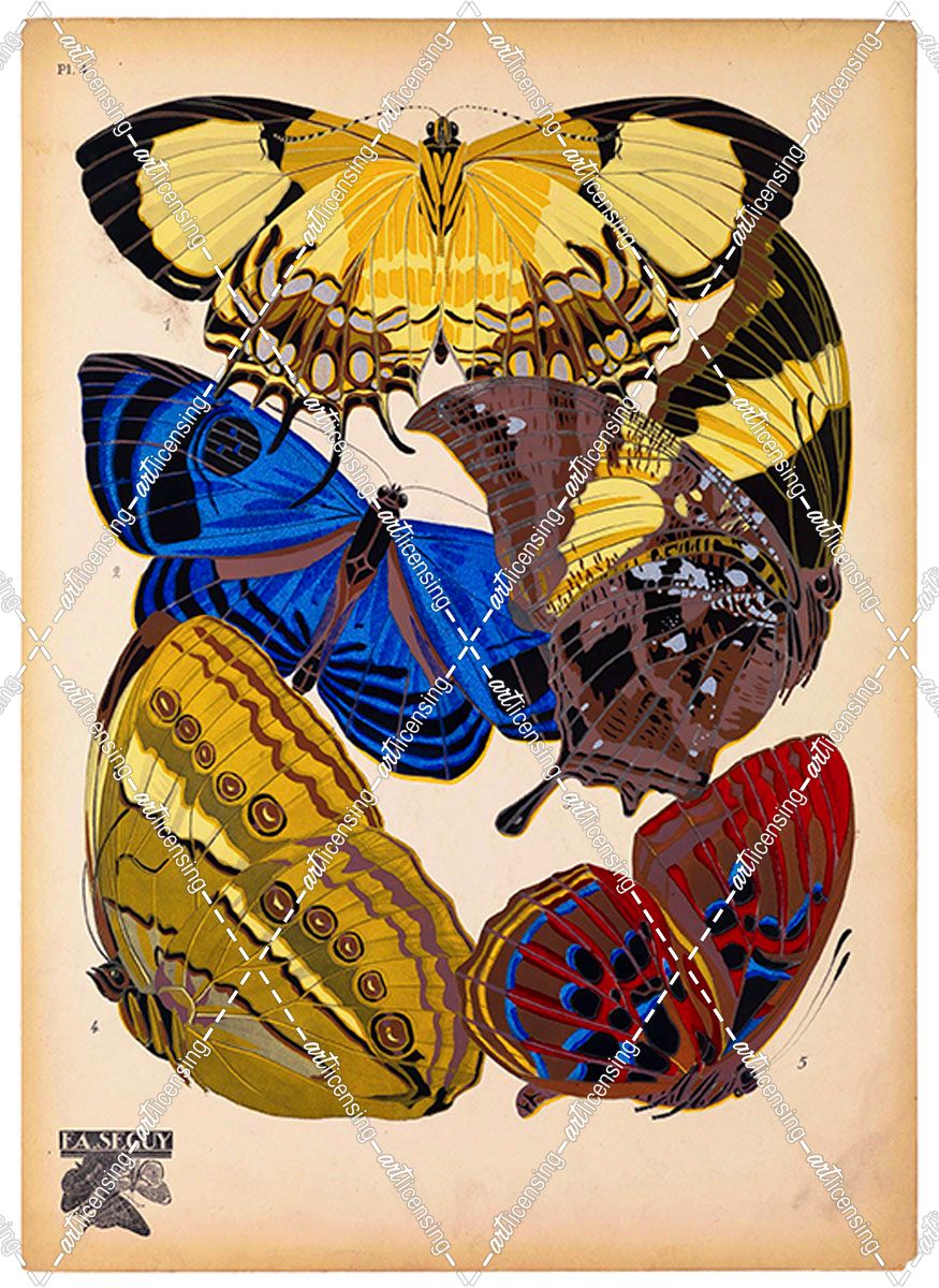 Butterflies Plate 12, E.A. Seguy