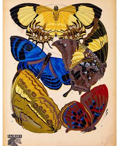 Butterflies Plate 12, E.A. Seguy