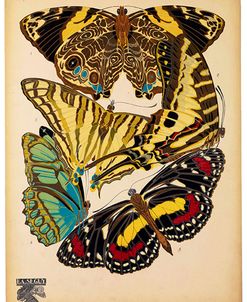 Butterflies Plate 13, E.A. Seguy