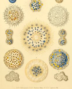 Collosphaera Radiolaria