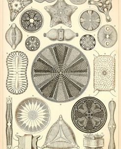 Diatomea – Scheiben-Strahlinge – Heliodiscus