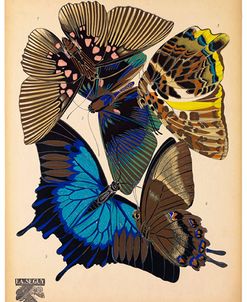 Butterflies Plate 9, E.A. Seguy