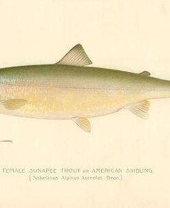 Female Sunapee Trout